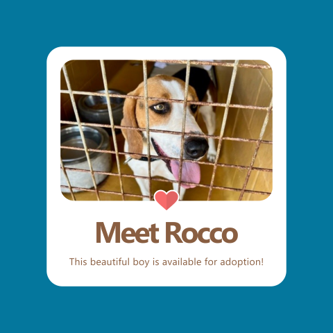 Meet Rocco.png