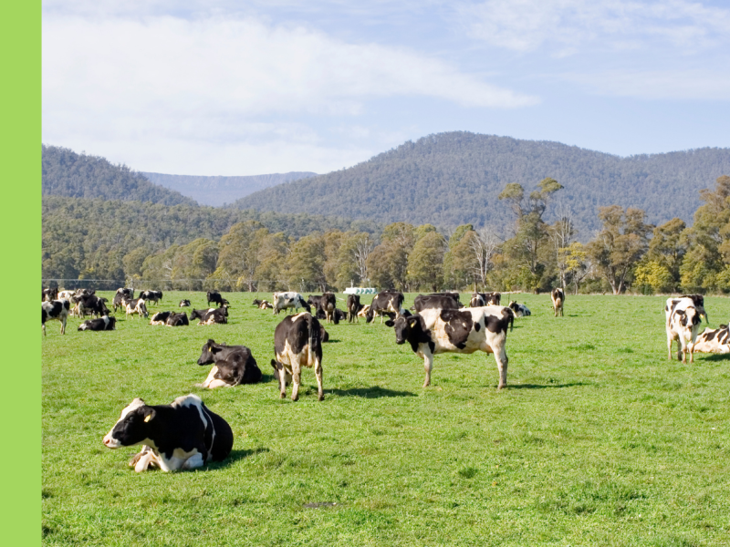 Cows in a green field with mountains in the background.