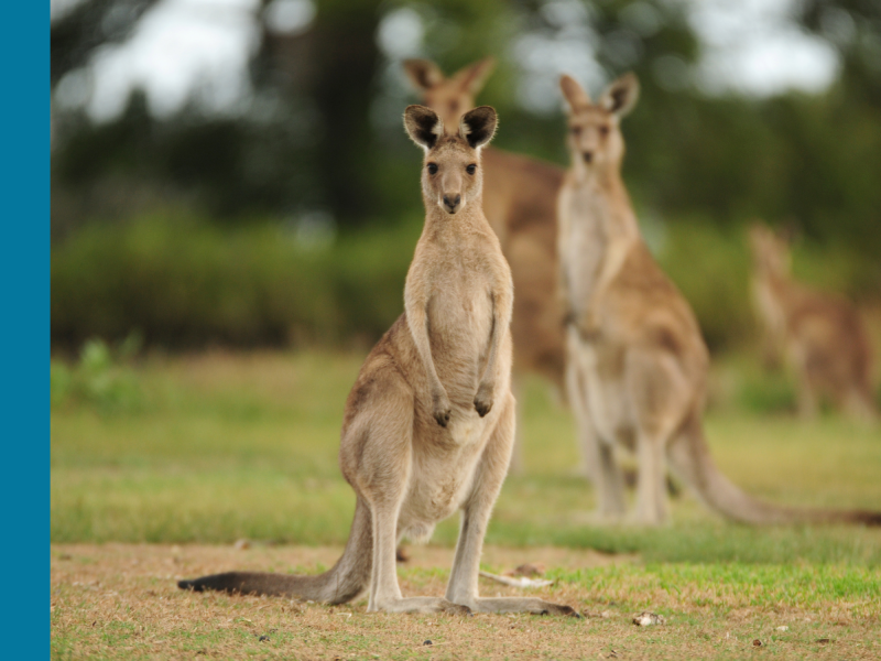 Approximately five kangaroos gather on a green lawn, with one kangaroo in focus at the front of the mob.