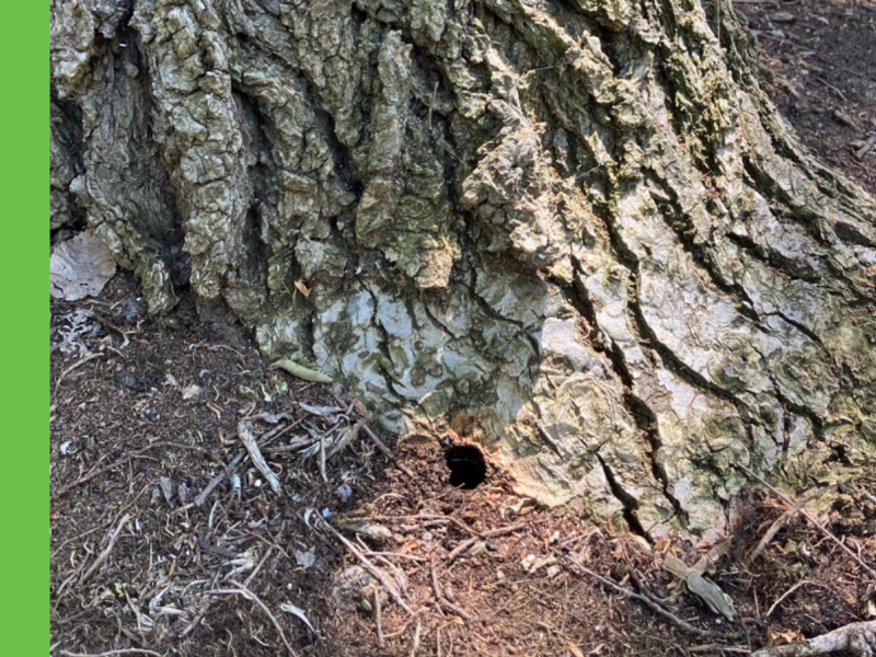 Hole drilled in the bottom of a half-dead Elm tree, suggesting it has been poisoned.