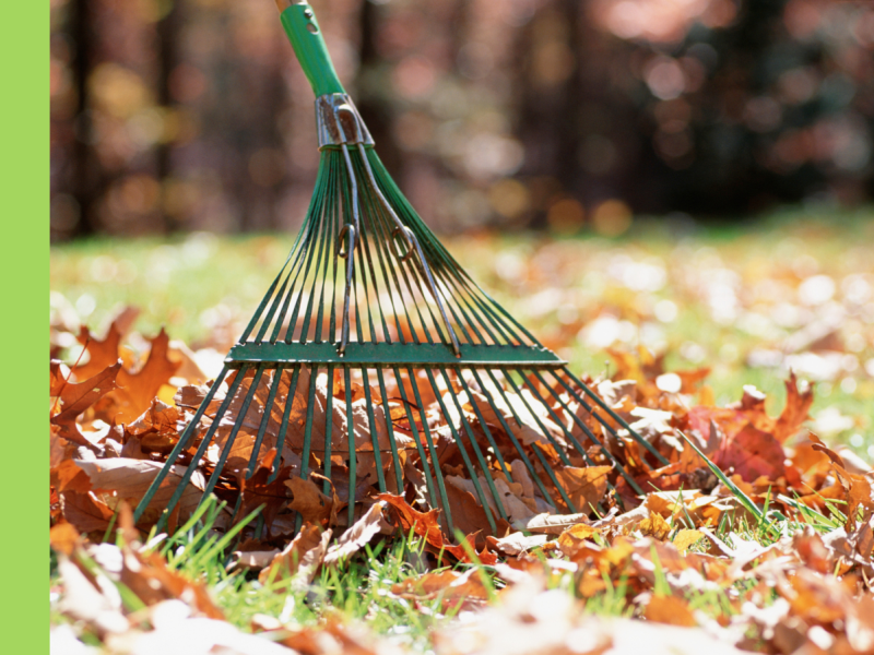 A green rake raking up autumn leaves on grass.