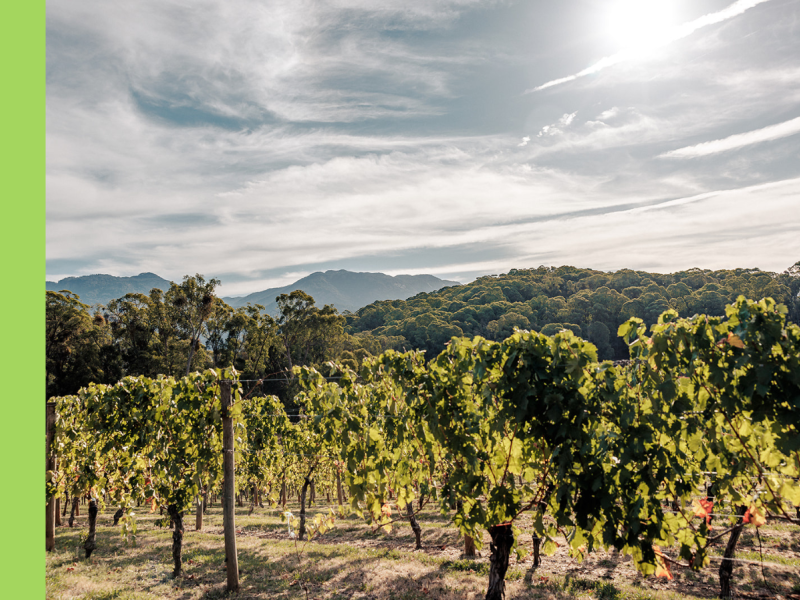 A vineyard with Mount Buffalo in the background and wispy clouds in the sky.