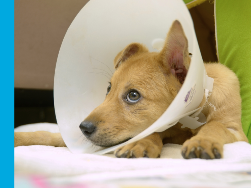 Young sandy coloured dog lying down and looking away from the camera off to the lefthand side of the photo. The dog is wearing a plastic cone around their neck.