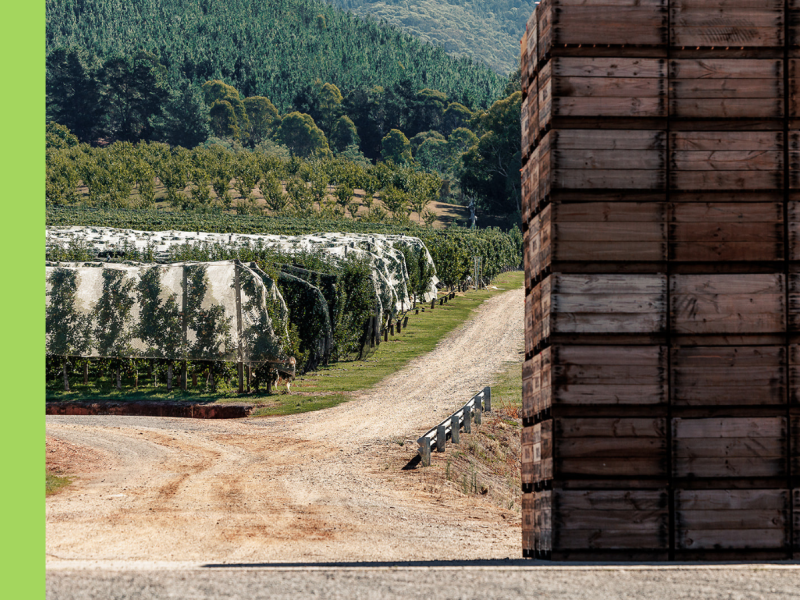 An orchard with netting over the trees to the left, with a stack of wooden crates in the foreground to the right.