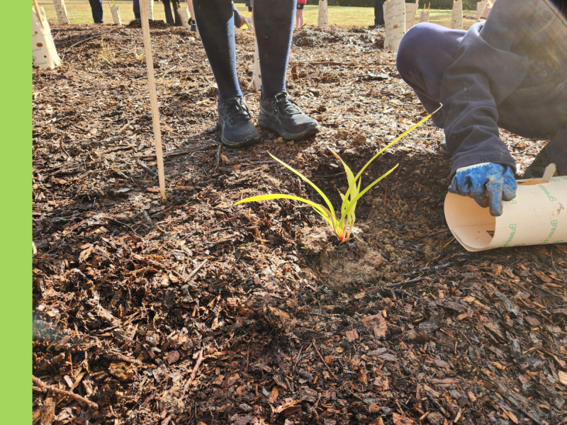 A young Australian native grass, recently planting, with a young person's stockinged legs in the background and another young person kneeling next to it.