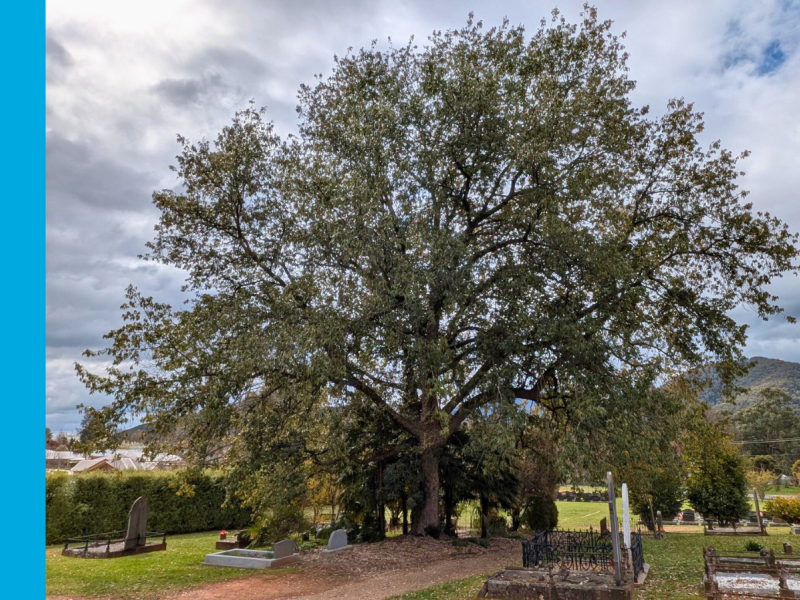 A tall Himalayan Oak tree overlooking several old-looking graves in a cemetery. 