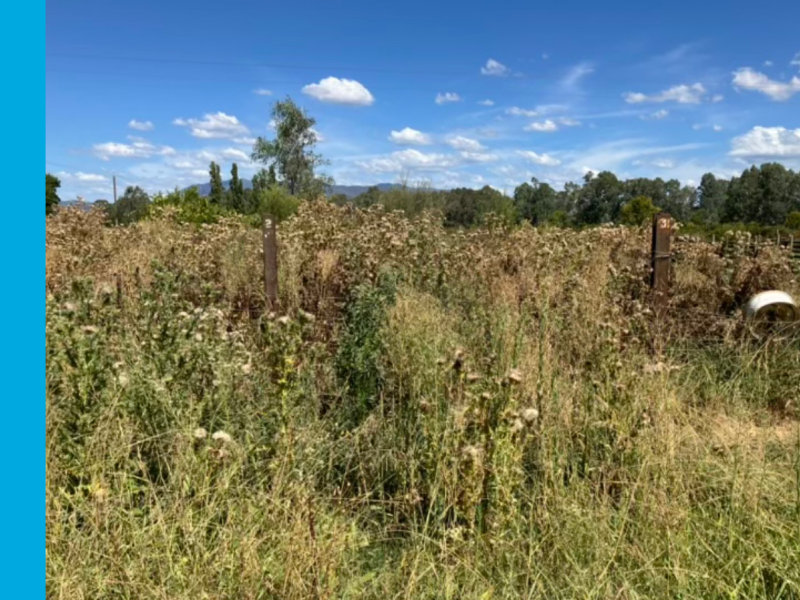 A rural property with tall weeds, grasses, and bracken.