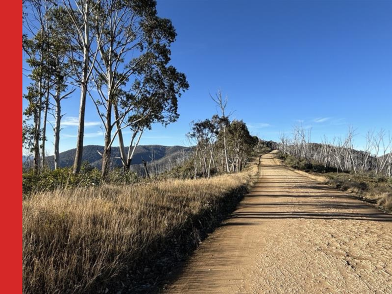 A dirt road with tall grass on either side and four or five thin snowgums to the left.