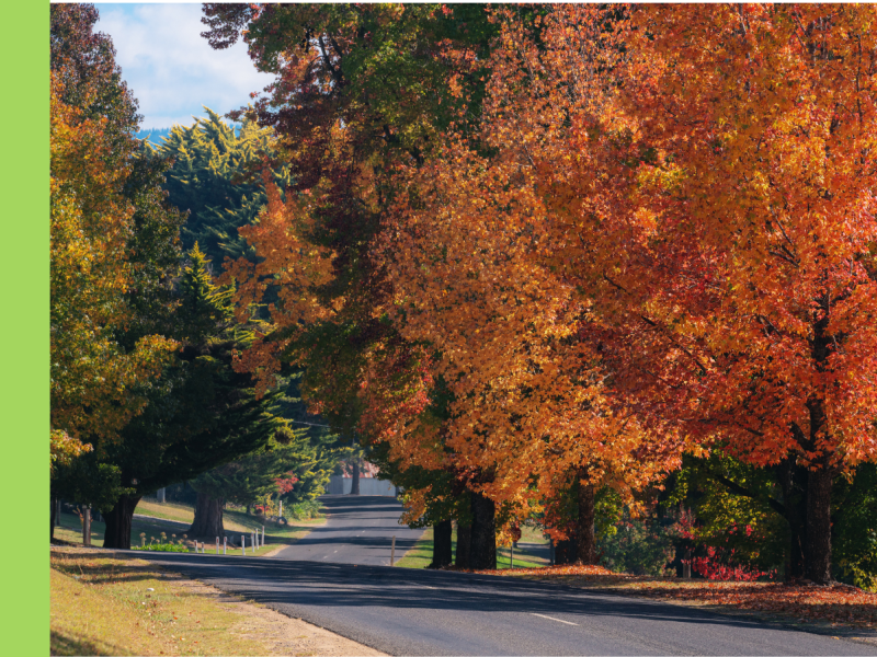 Mature trees in full autumn colours of orange and red line either side of a country road.