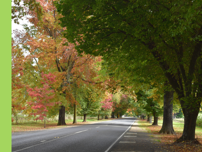 Mature trees along either side of a road.