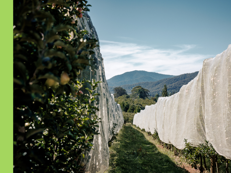 Two lines of an orchard, with netting on the right hand side.