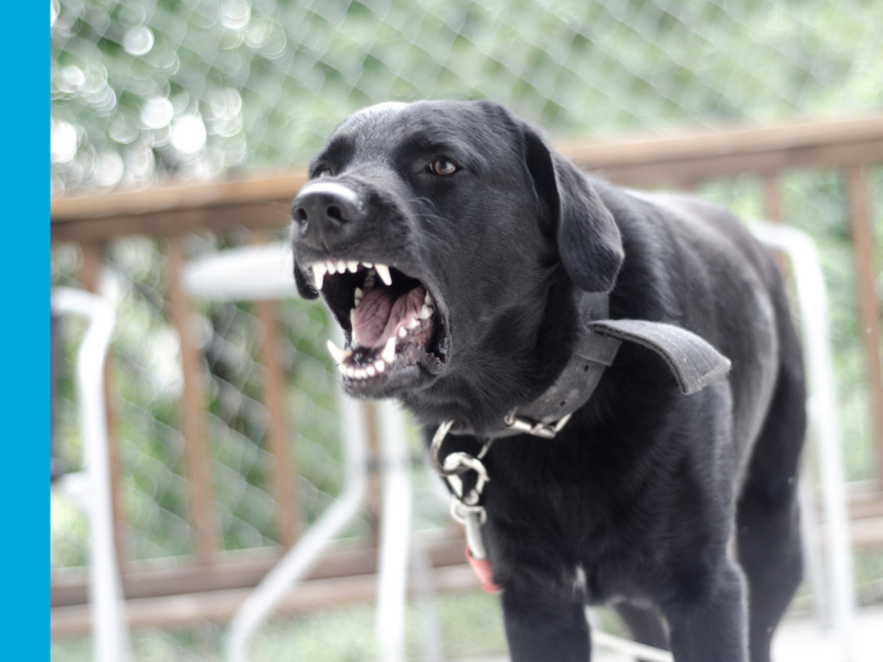 A black Labrador with a black collar around its neck is growling and looking menacing.
