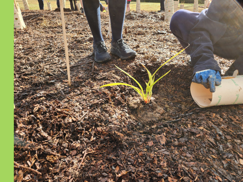 A young person plants a small shrub.