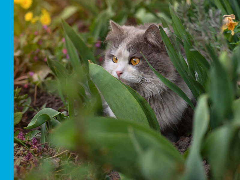 A grey and white fluffy cat sitting in a garden, somehat hidden behind greenery, staring intently at something to the left of the image.