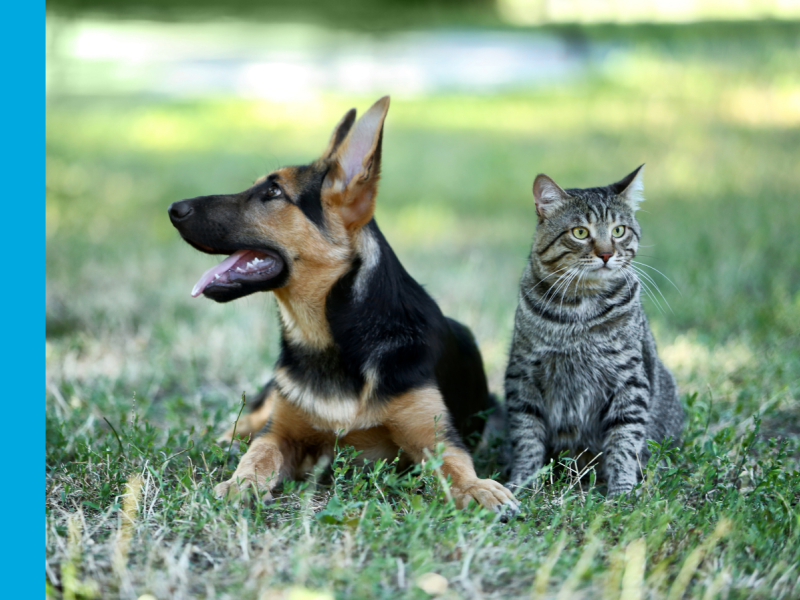 A German Shephard lying on the ground looking up to the lefthand side of the image, with a grey tabby cat sitting to the right of the dog.
