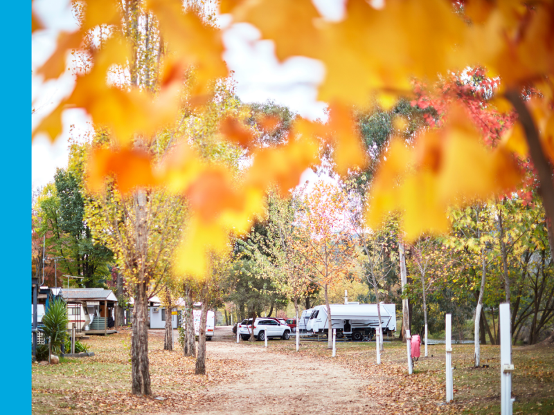 A caravan park in autumn, with orange leaves in the foreground and RVs in the background.