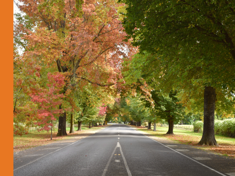 A two-lane road with established trees on either side.