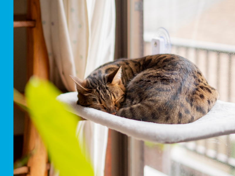 Tabby cat sleeping on cat bed by window
