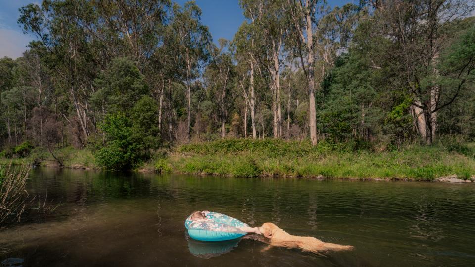 A young girl is floating face down on a plastic floatie in a river with a Golden Retriever dog swimming behind her.