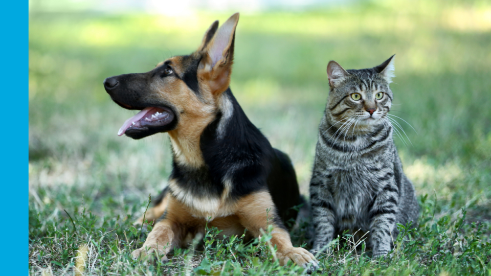 A German Shephard lying on the ground looking up to the lefthand side of the image, with a grey tabby cat sitting to the right of the dog.