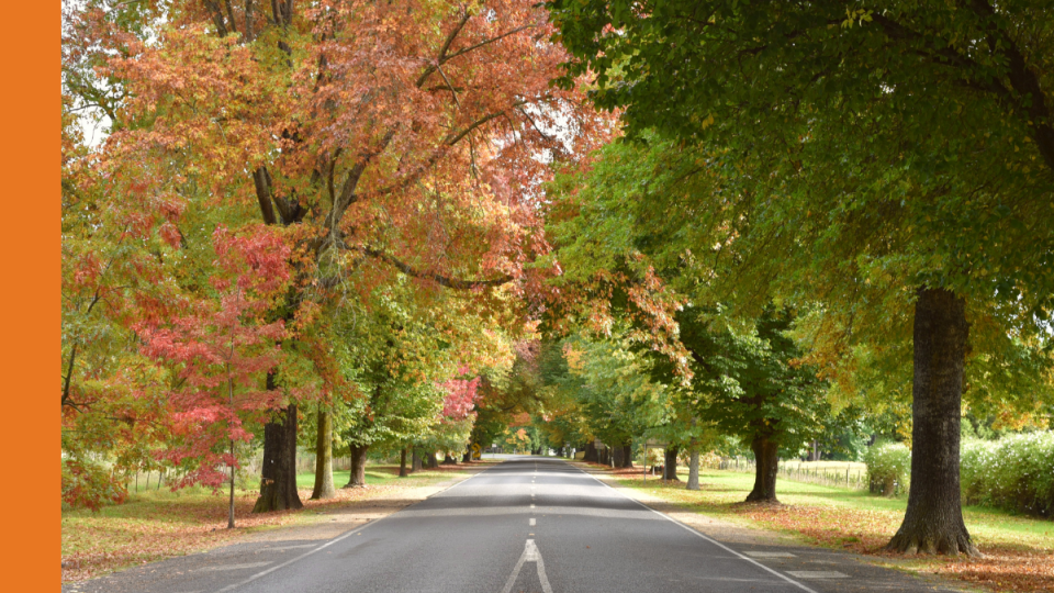 A two-lane road with established trees on either side.