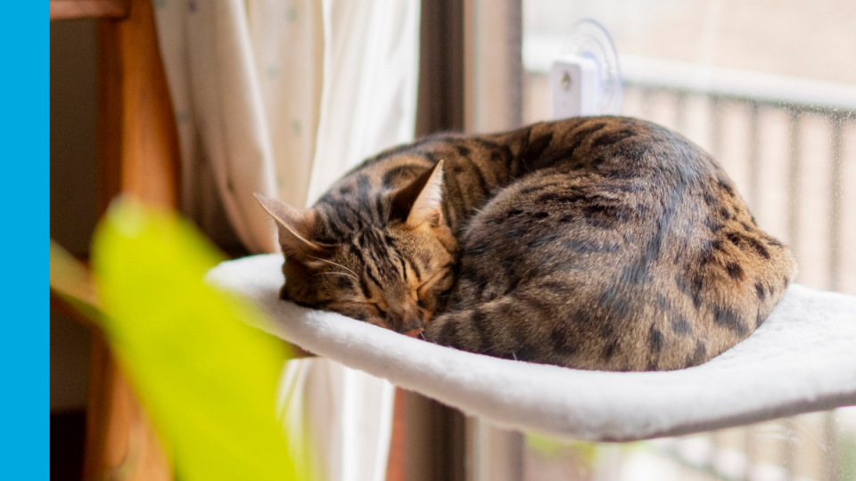 Tabby cat sleeping on cat bed by window