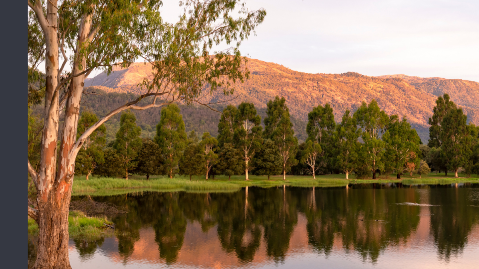 A reflective lake with a big gum tree to the left on the riverbank and a low mountainous range in the background. The light is golden.