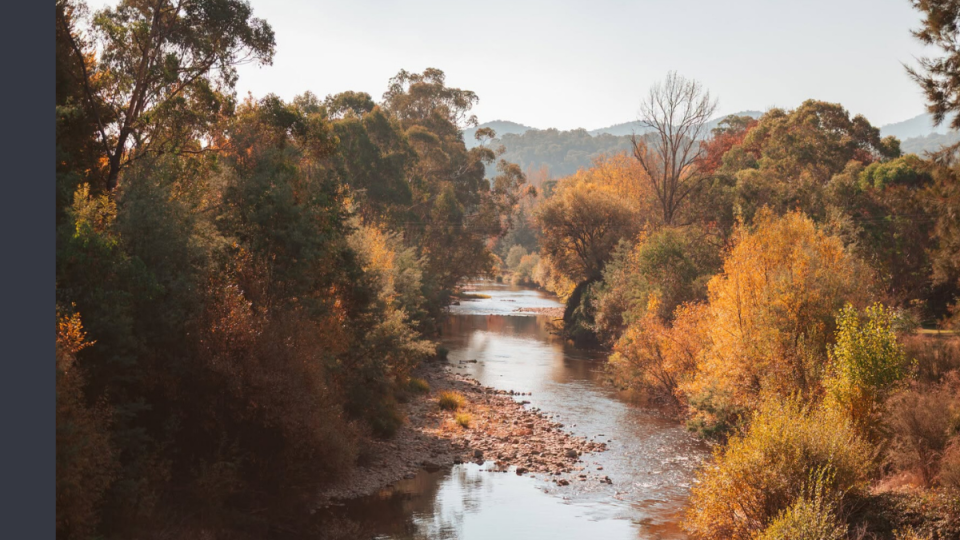 A river with shrubs and bushes on either side. The light is golden.